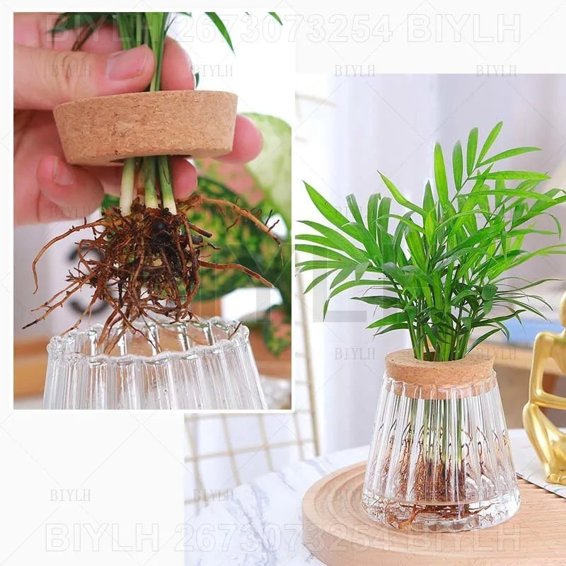 VelesRealm™ Hydroponische Glasvase – Kleiner Blumentopf mit Sockel