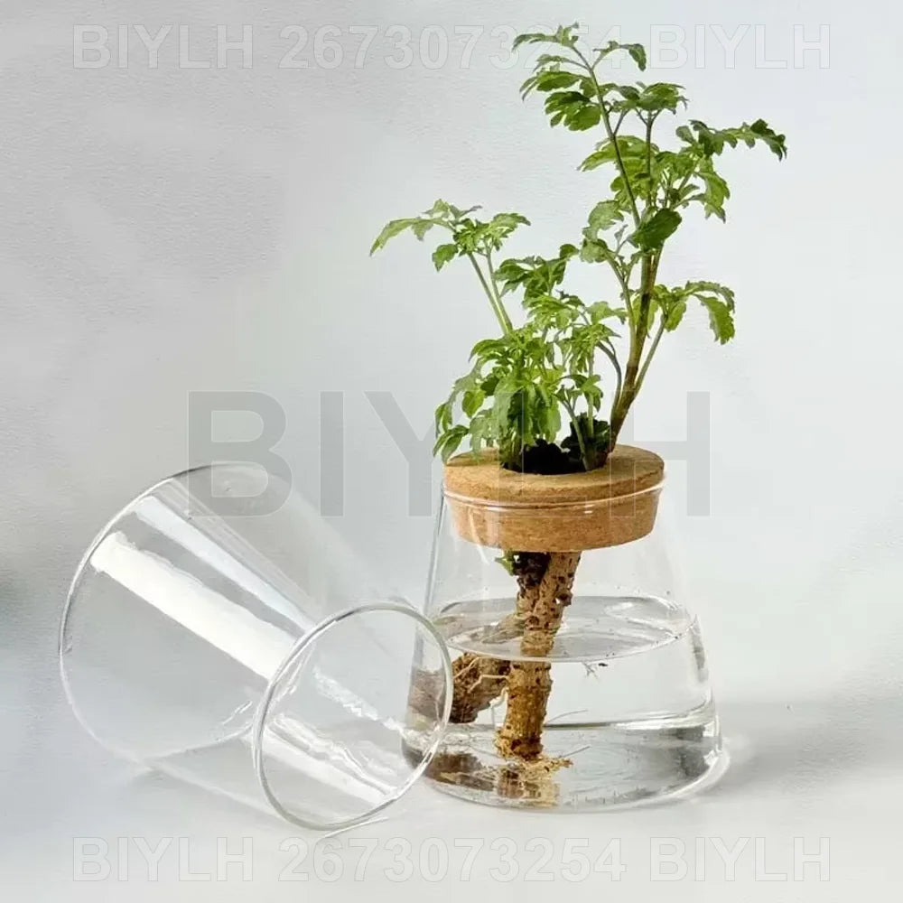 VelesRealm™ Hydroponische Glasvase – Kleiner Blumentopf mit Sockel
