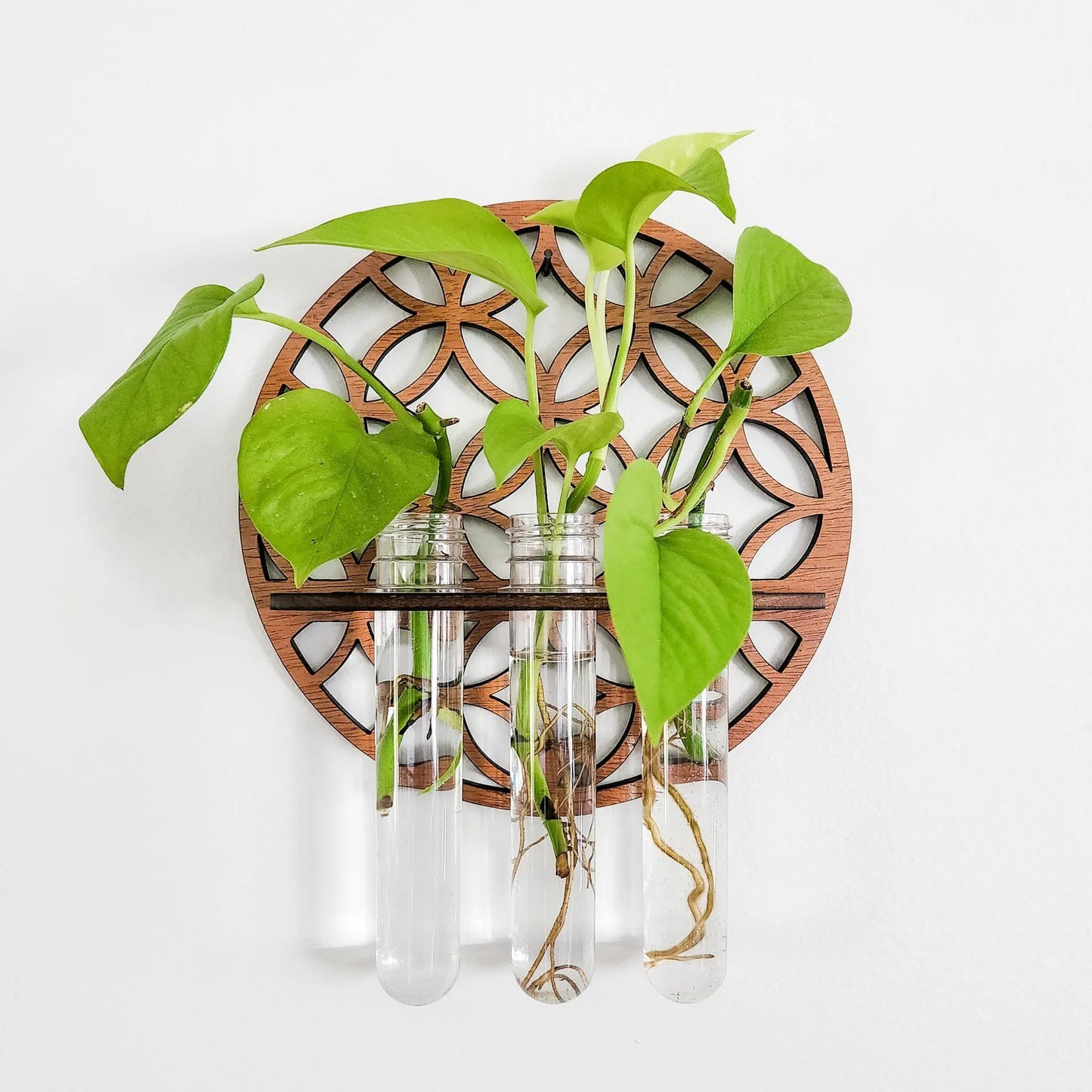 VelesRealm™ Mondphasen-Vermehrungsstation – Holz-Wandterrarium
