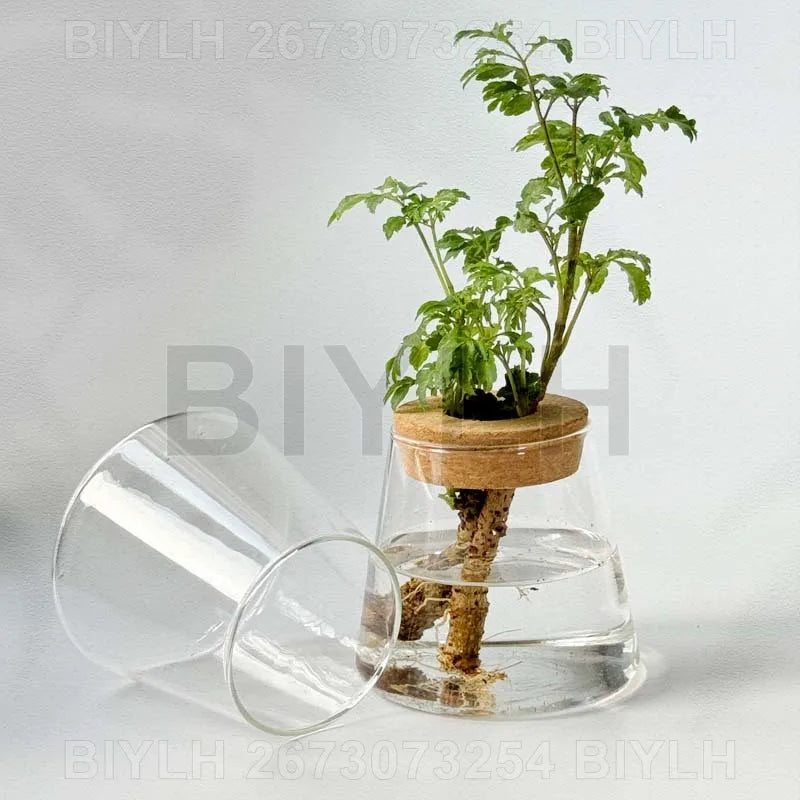 VelesRealm™ Hydroponische Glasvase – Kleiner Blumentopf mit Sockel