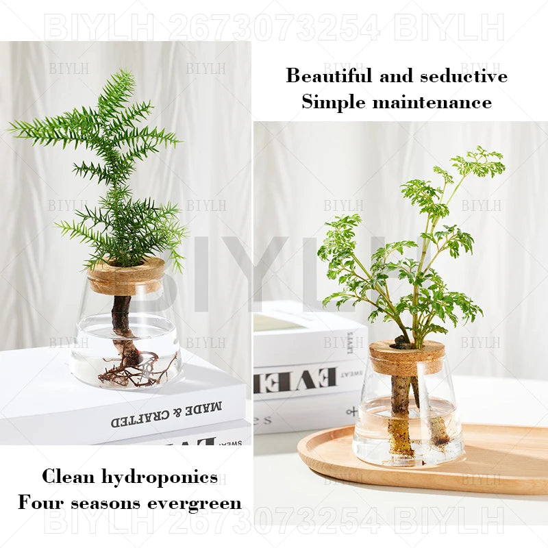 VelesRealm™ Hydroponische Glasvase – Kleiner Blumentopf mit Sockel