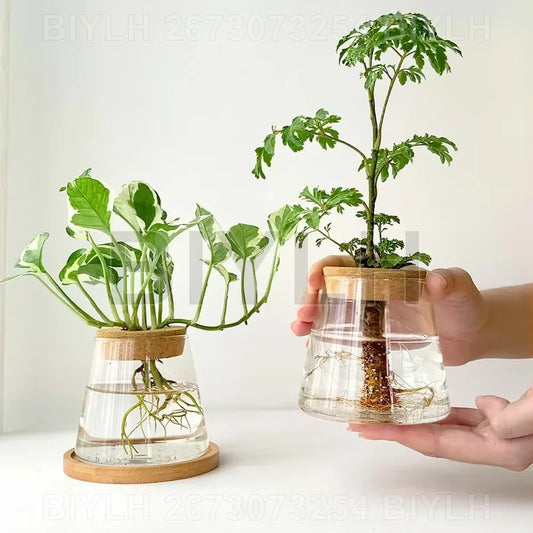 VelesRealm™ Hydroponische Glasvase – Kleiner Blumentopf mit Sockel
